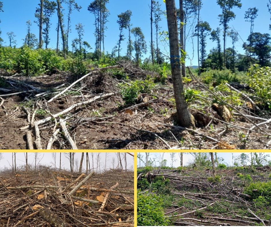 Controllo dei tagli boschivi