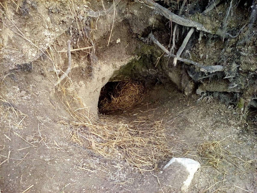 Tana di Tasso con lettiera