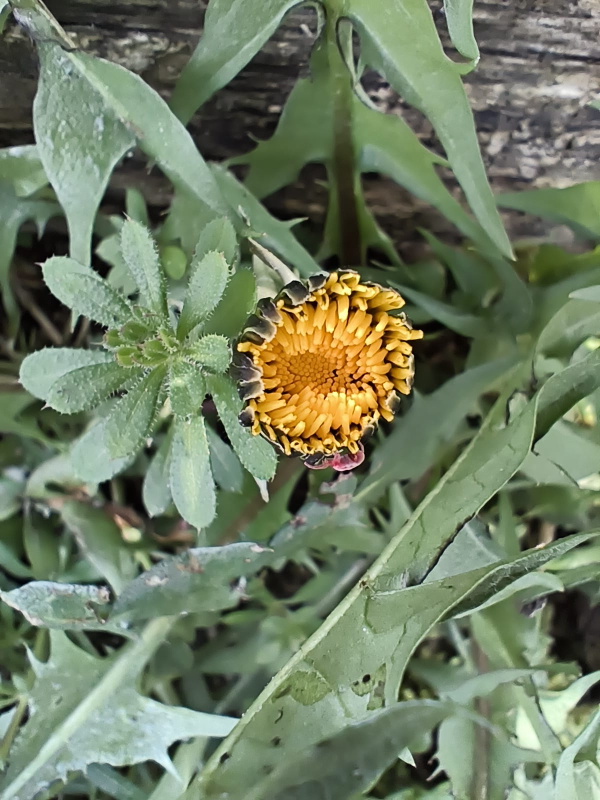 LA NATURA CHE NON TI ASPETTI