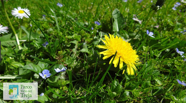 Fiore di tarassaco - foto Claudio Tescarollo