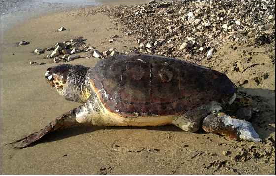 Linee guida MATTM - Tartalazio la rete regionale per il recupero delle tartarughe marine