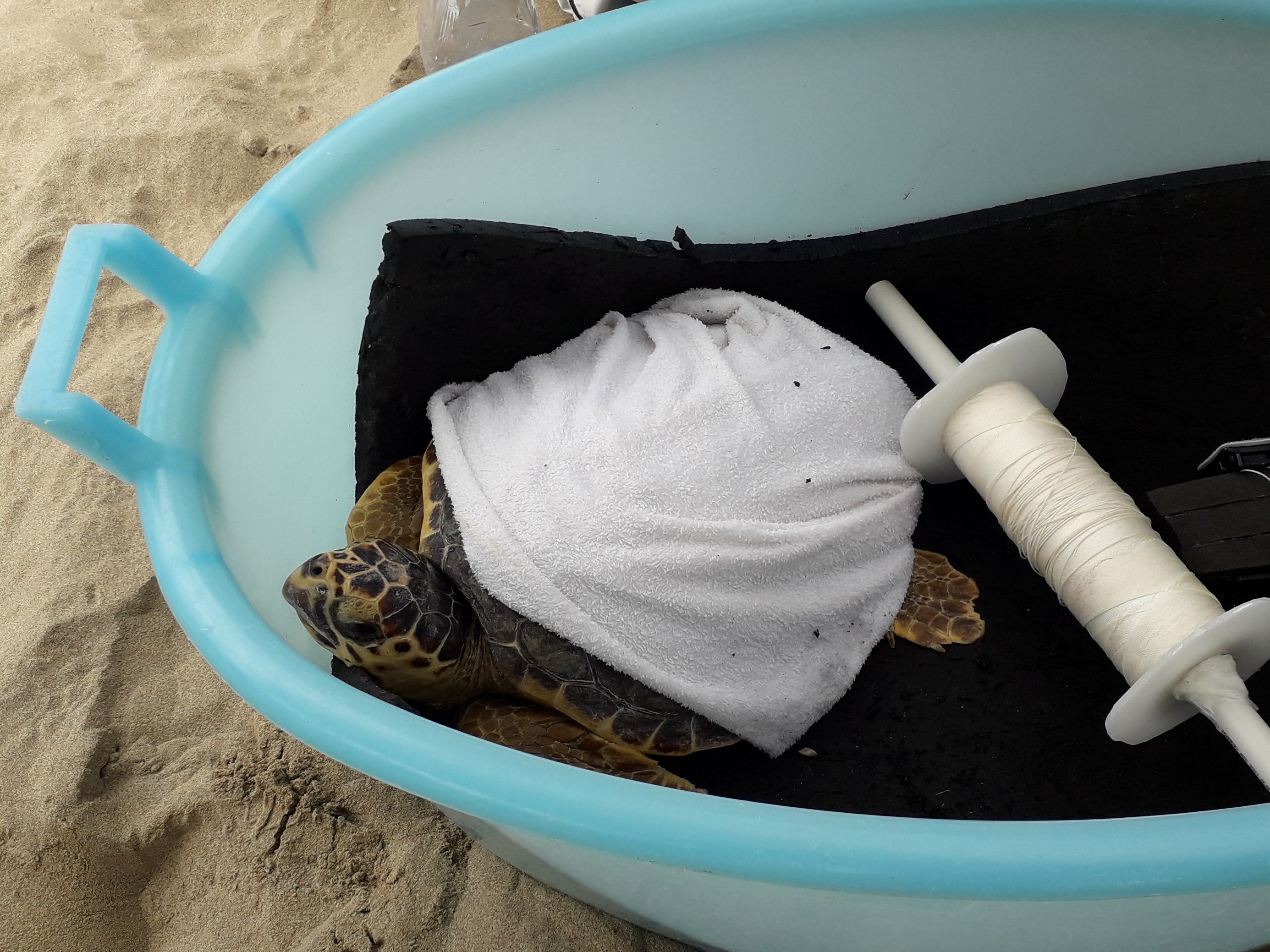 La tartaruga Silene che sarà restituita al mare dopo le cure della Rete regionale Tartalazio