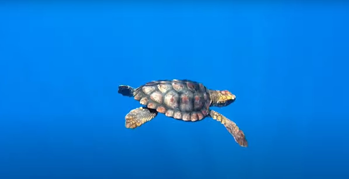 Primo nido di tartaruga sulle coste laziali