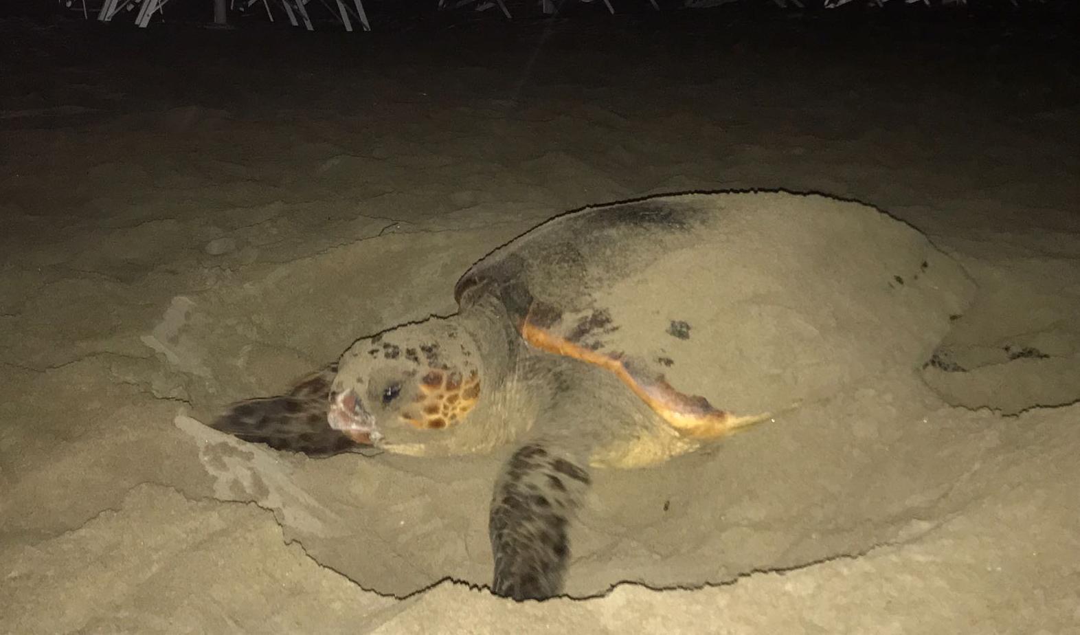 Tartaruga che nidifica sulla spiaggia