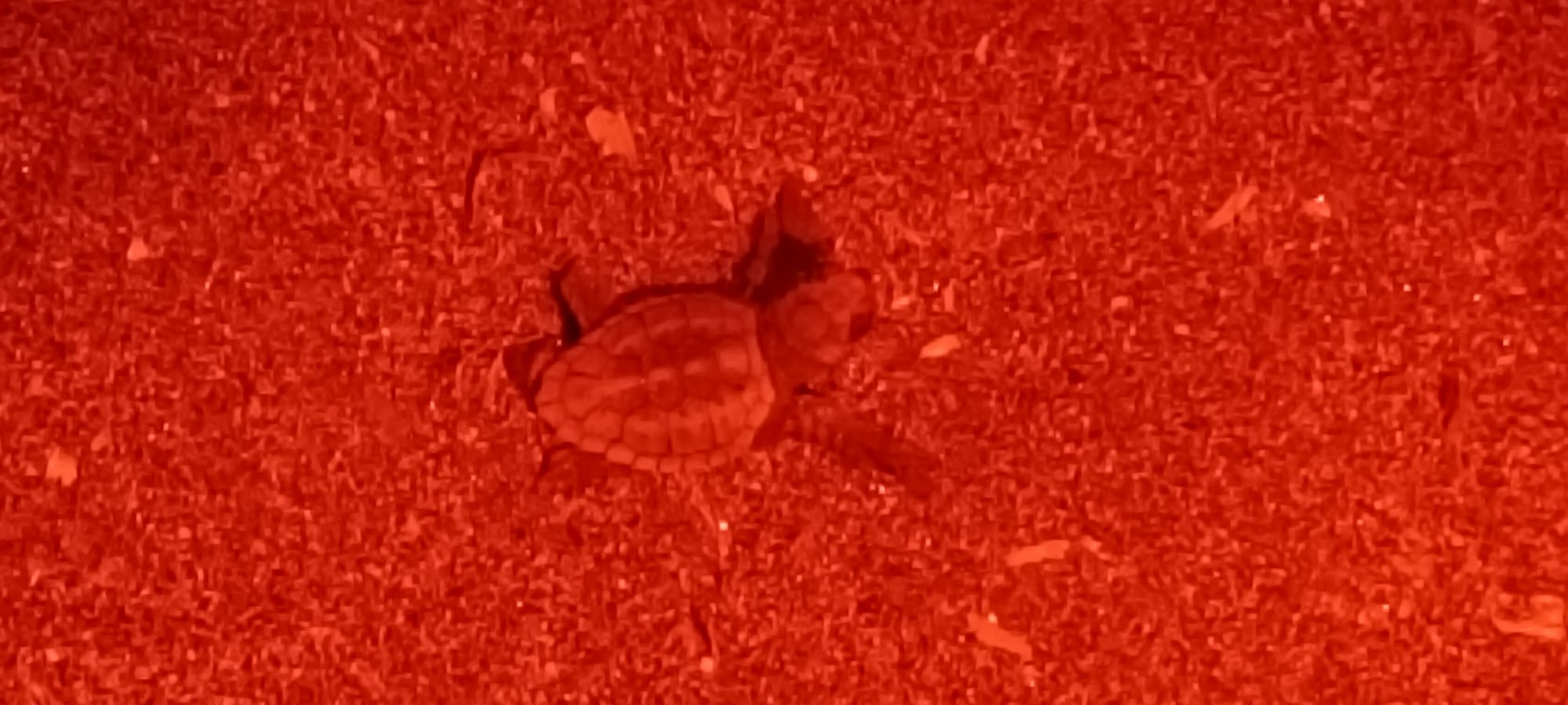 Tartarughe a Ventotene