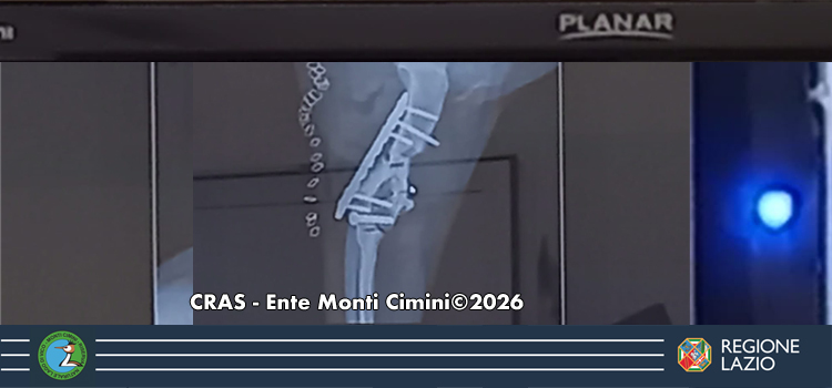 Primi arrivi 2026 al CRAS dell'Ente Monti Cimini