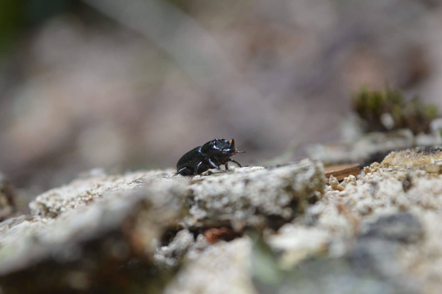 coleottero Sinodendron cylindricum
