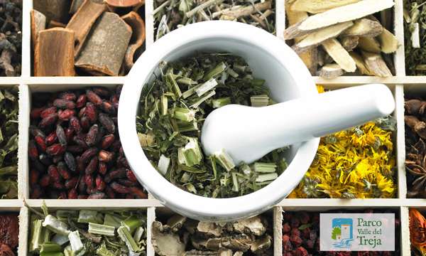 Erbe curative - Fonte web