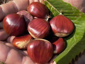Sagra della Castagna e dei prodotti tipici locali