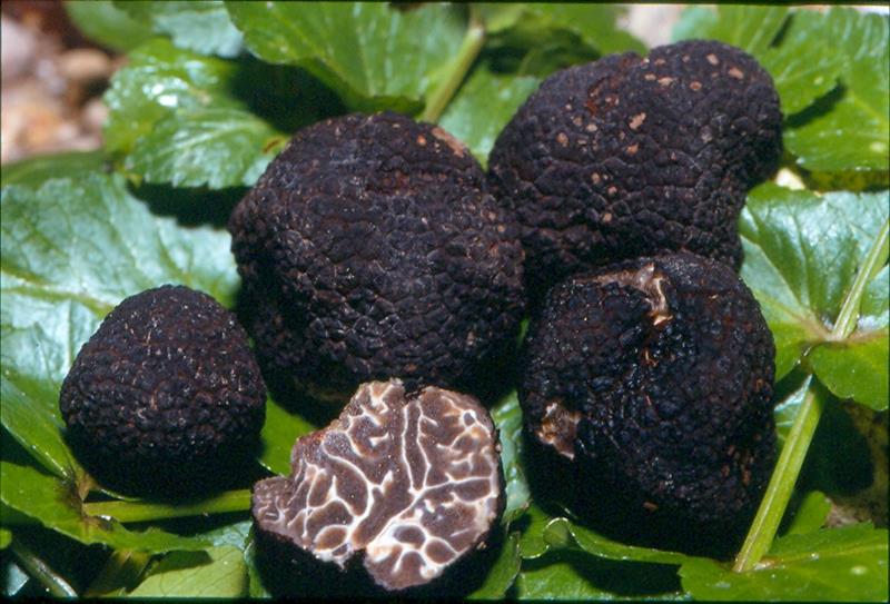tuber_brumale_di_carletti_giuseppe_800x543.jpg