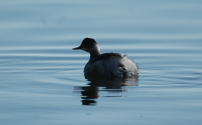 Tuffetto - di Riccardo Caldoni