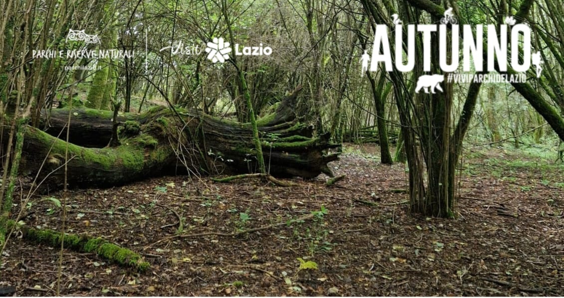 Un Bosco da Scoprire