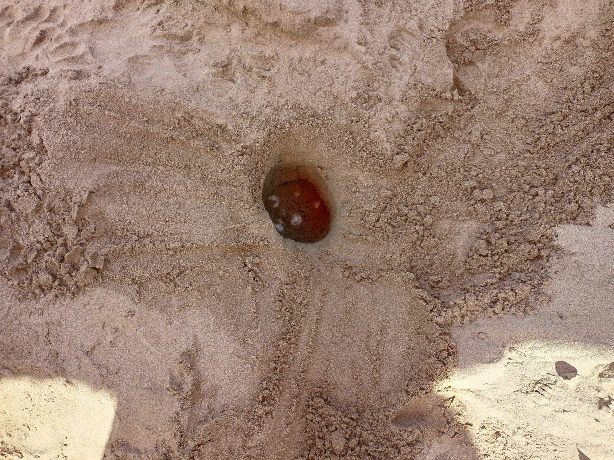 Undicesimo nido dell'estate 2023