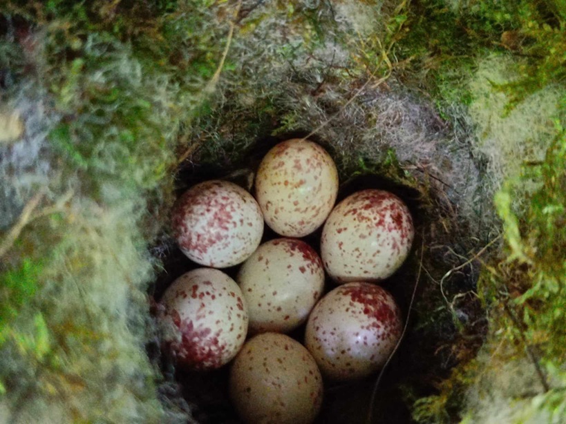 Uova e nidi, simboli di primavera e rinascita