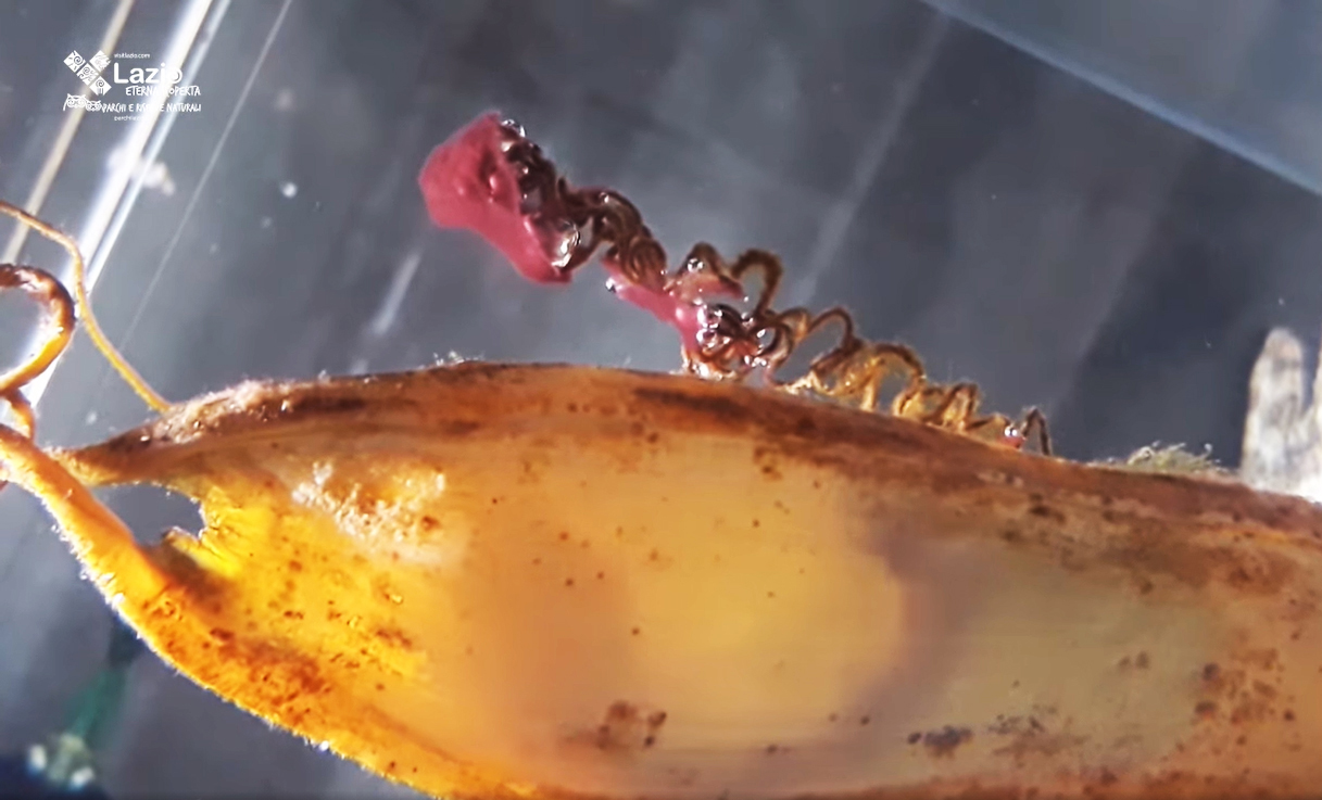 Uovo di gattuccio, piccolo squalo assai diffuso nel mar Mediterraneo. Il gattuccio depone un solo uovo di forma rettangolare, lungo circa 10 cm, che fissa al fondale con alcuni filamenti. All'interno si sviluppa un solo embrione. Le mareggiate fanno spesso arrivare sulle spiagge le uova, che sono conosciute come "Borse delle Sirene".