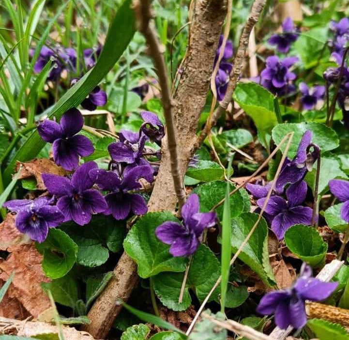 Pasqua tra natura e tradizione nel Parco dei Castelli Romani