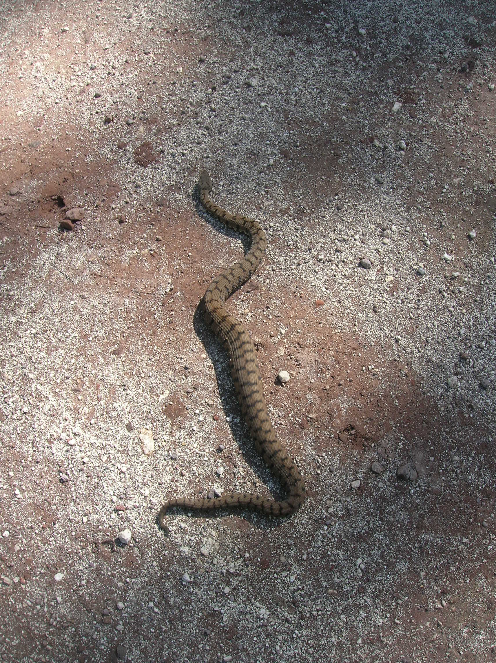 Autore foto: Luciana Carotenuto