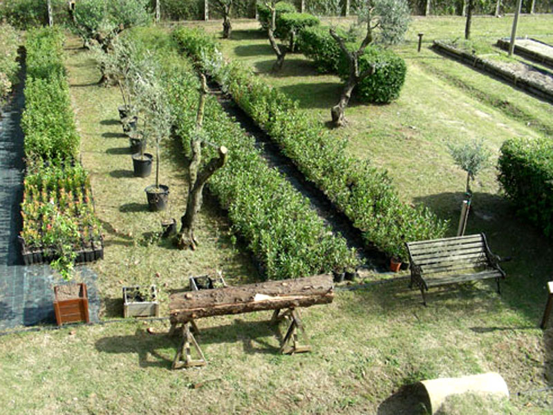 Accordo tra Regione Lazio e Parco Naturale dei Monti Aurunci per il potenziamento vivaistico e la riforestazione