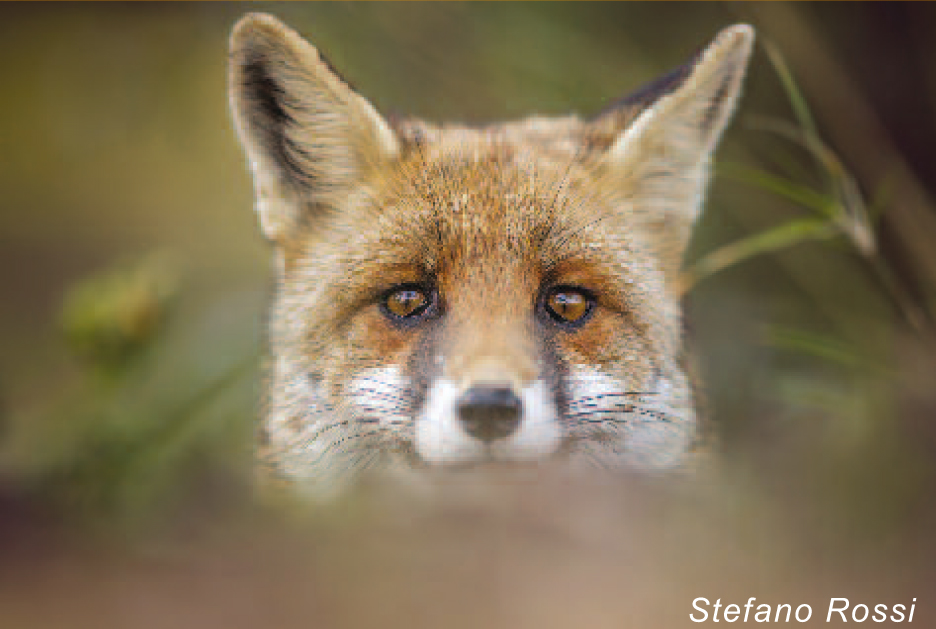 Volpe (Vulpes vulpes)