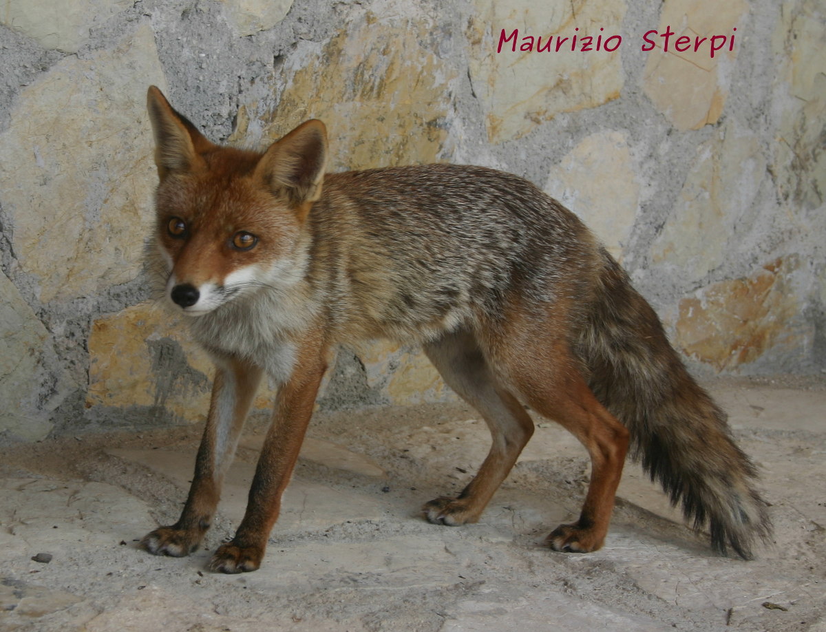 MONITORING THE CONSISTENCY OF FOX (VULPES VULPES) IN THE NATURAL RESERVE OF LAGHI LUNGO E RIPASOTTILE (RIETI): PRE REPRODUCTIVE DENSITY