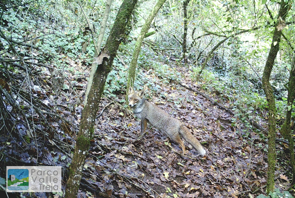 Volpe sorpresa da una fototrappola nel Parco Valle del Treja - foto Archivio Parco
