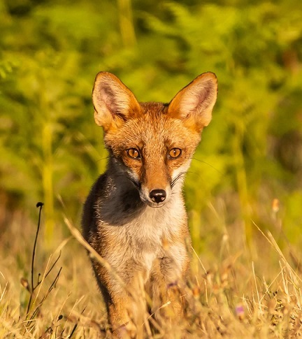Foto di Flavio Felici