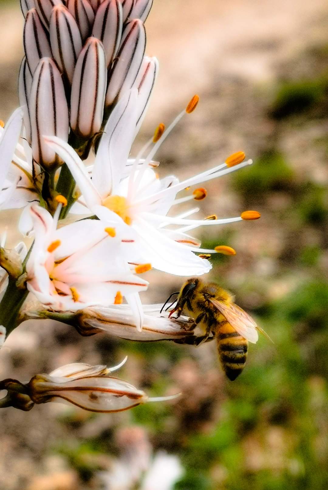 giornata mondiale delle api