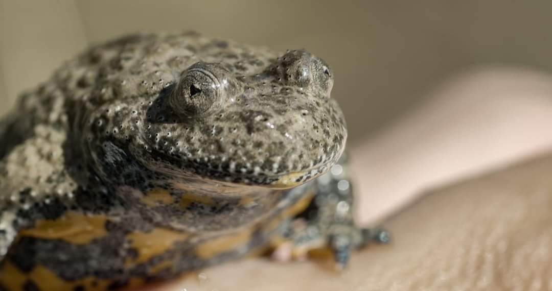 Si rinnova il patto a tre per evitare l'estinzione dell'ululone appenninico