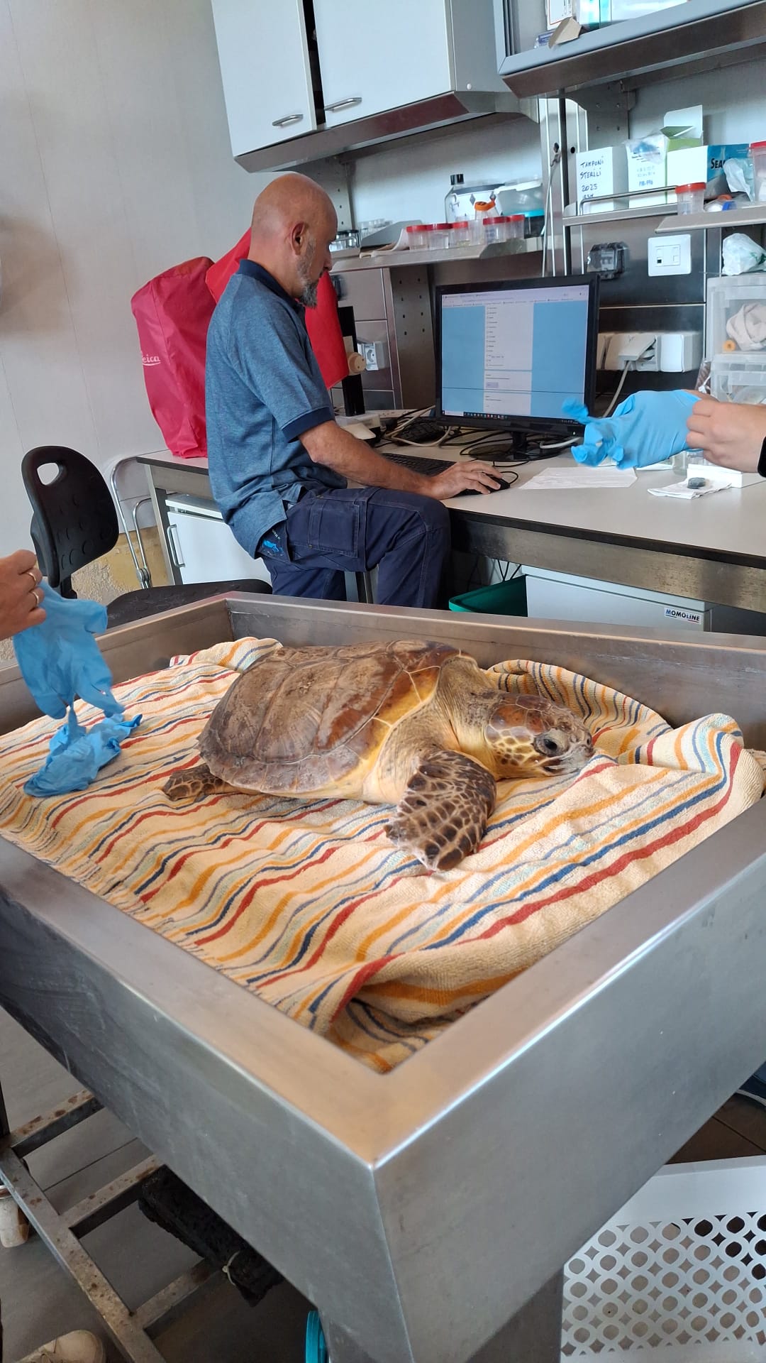 Le amorevoli cure prestate a Tango