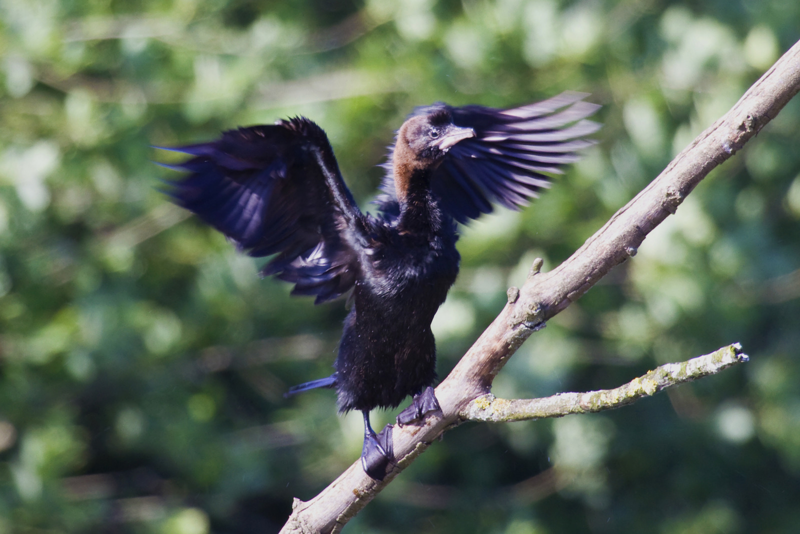 Una nuova specie sceglie la nostra Riserva per mettere al mondo i suoi piccoli