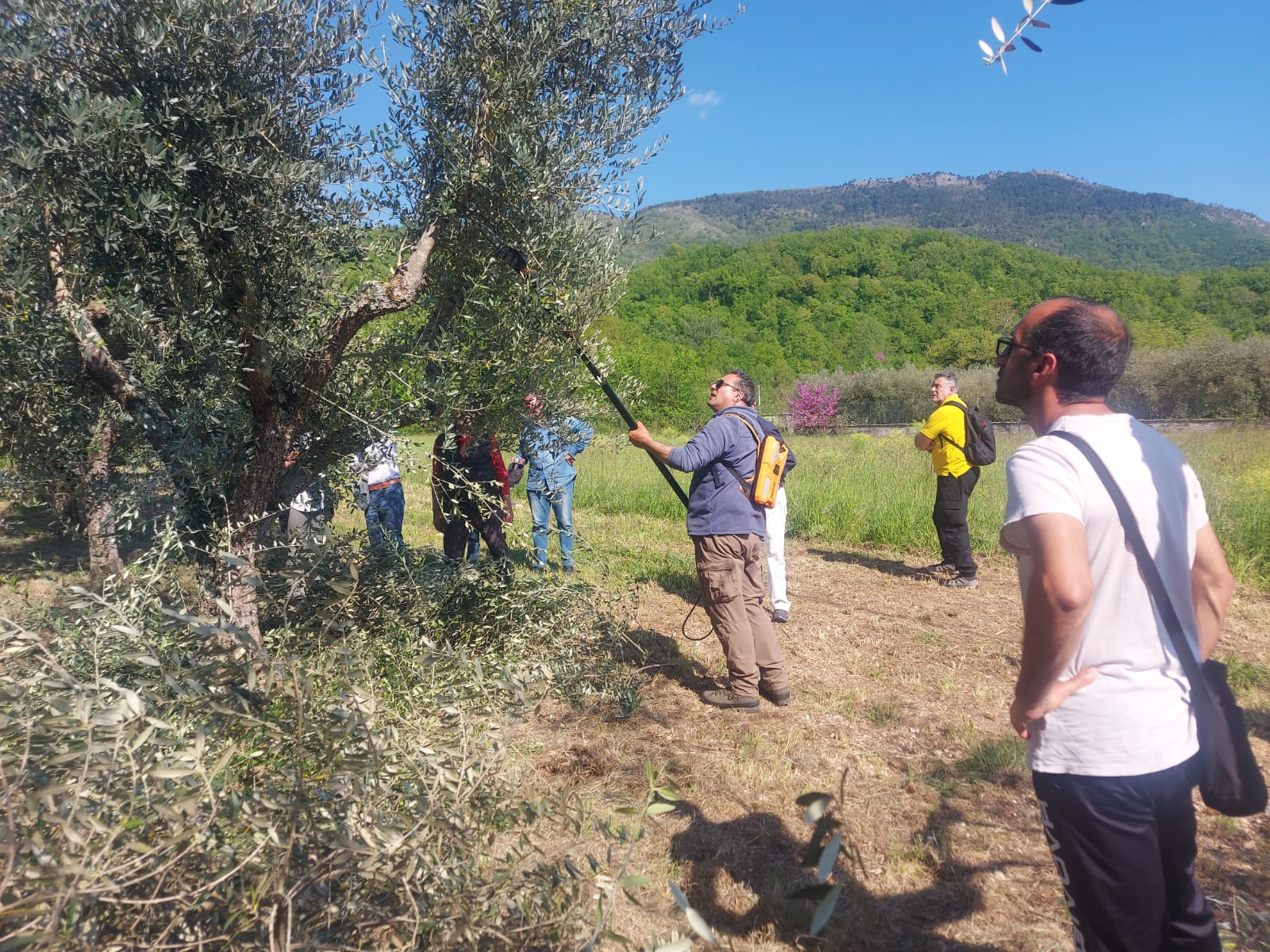 Giornata formativa dedicata all'olivicoltura. Comunicato.