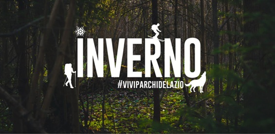 Wood Wide Web: come comunicano le piante